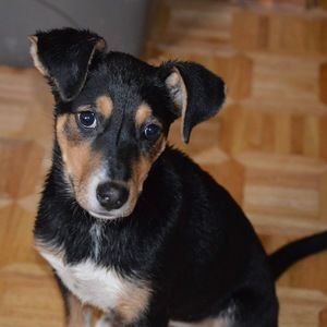 Meet your Posher, Bobbie